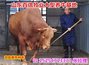 平武生態(tài)養(yǎng)牛場(chǎng) 探索綠色循環(huán)的現(xiàn)代牲畜飼養(yǎng)新模式