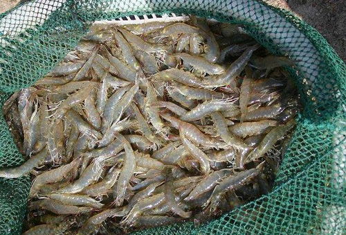 湖南12批次食品抽檢不合格，常德市民辦年貨需警惕牲畜飼養產品