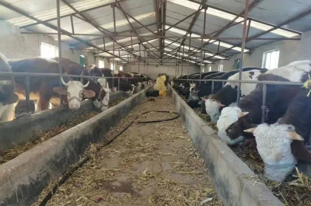 牽住牛鼻子 走出“牛”路子 牲畜飼養(yǎng)踏上新征程
