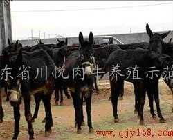 探索西門塔爾牛的購(gòu)買渠道與肉牛養(yǎng)殖技術(shù)——山東四川悅?cè)馀ｐB(yǎng)殖示范園的實(shí)踐