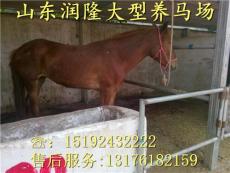 山東潤(rùn)隆特種養(yǎng)殖場(chǎng) 匠心培育高端牲畜，引領(lǐng)農(nóng)牧業(yè)新風(fēng)尚