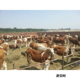 忻州肉牛養(yǎng)殖廠西門塔爾牛的科學(xué)飼養(yǎng)之道